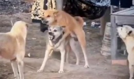 二狗爆料最新视频,揭秘娱乐圈惊人内幕